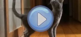 Vidéo : Le chat qui veut qu'on lui ouvre la porte