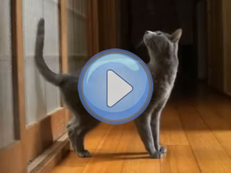 Video Le Chat Bleu Russe Qui Veut Qu On Lui Ouvre La Porte Lol Chat Images Photos Et Videos De Lolcats