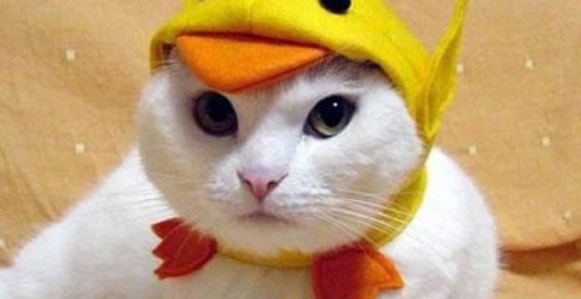 Chat déguisé en poussin
