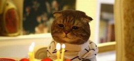 Chat malheureux pour son anniversaire