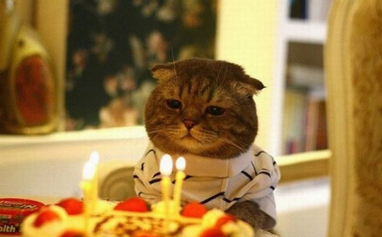 Chat malheureux pour son anniversaire