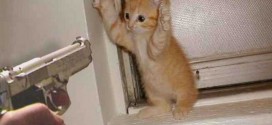 Chaton qui fait "Haut les mains"