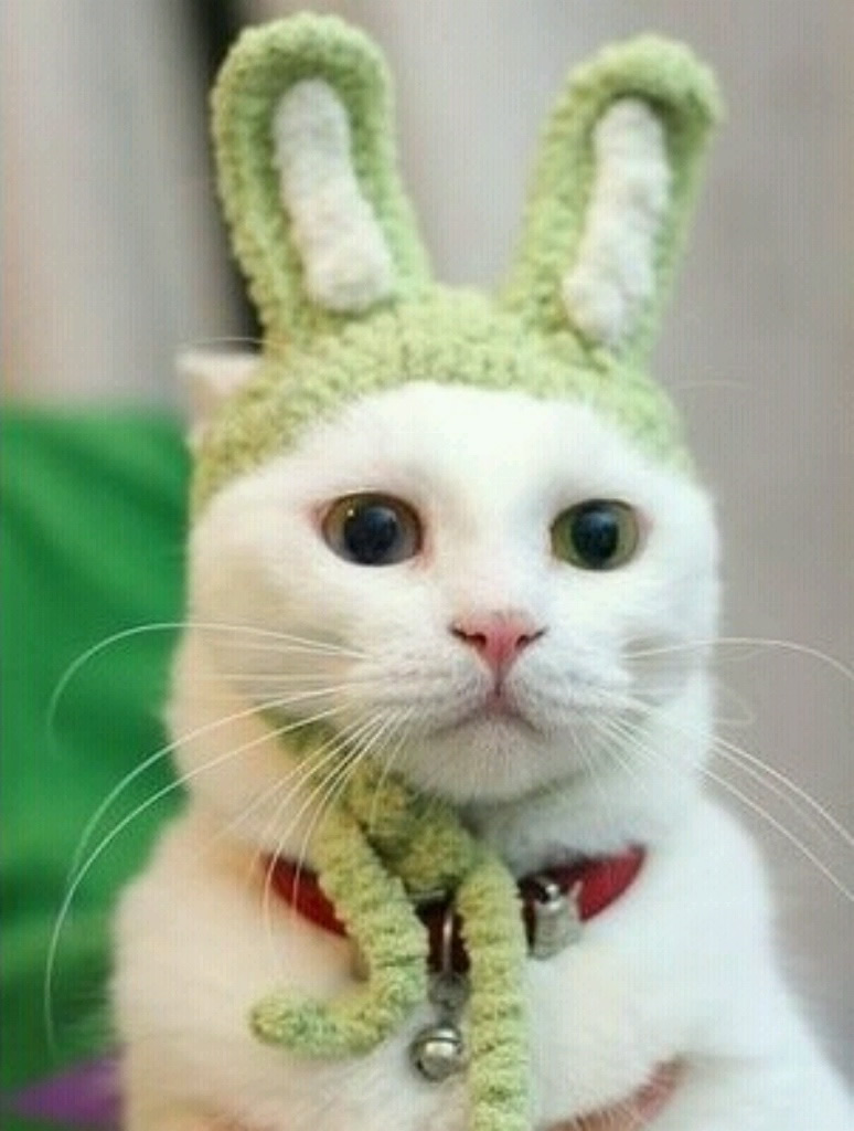 Chat déguisé en lapin