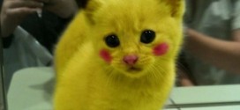 Chat déguisé en Pikachu (Pokemon)
