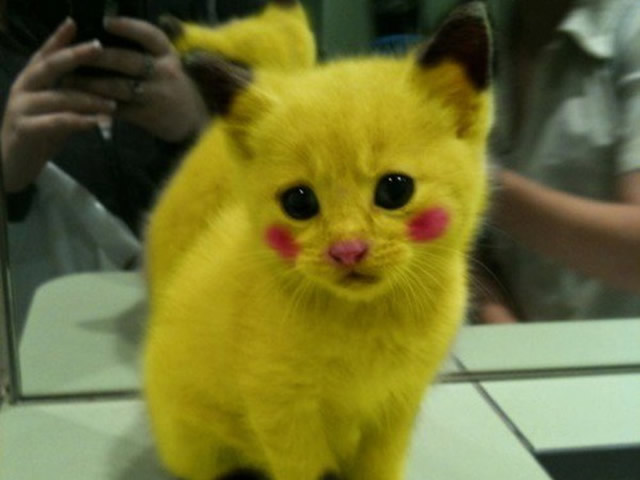 Chat Deguise En Pikachu Pokemon Lol Chat Images Photos Et Videos De Lolcats