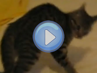 Video D Un Chat Totalement Fou Qui Saute Dans Tous Les Sens Lol Chat Images Photos Et Videos De Lolcats
