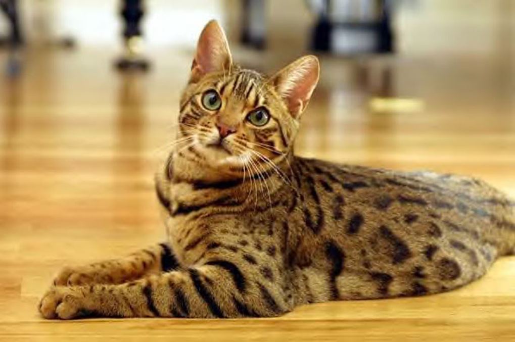 Un chat Bengal qui n'a pas l'air très commode !