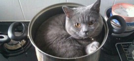 British Shorthair dans une casserole