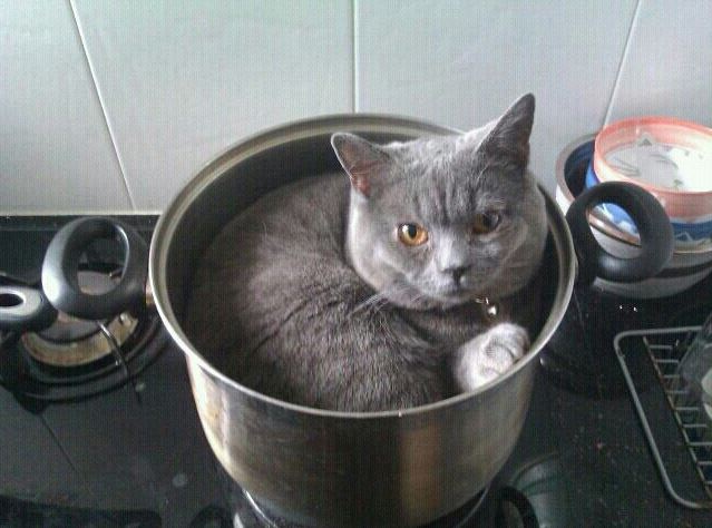 British Shorthair dans une casserole