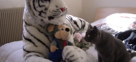 Un Chartreux apeuré face à un Tigre en peluche