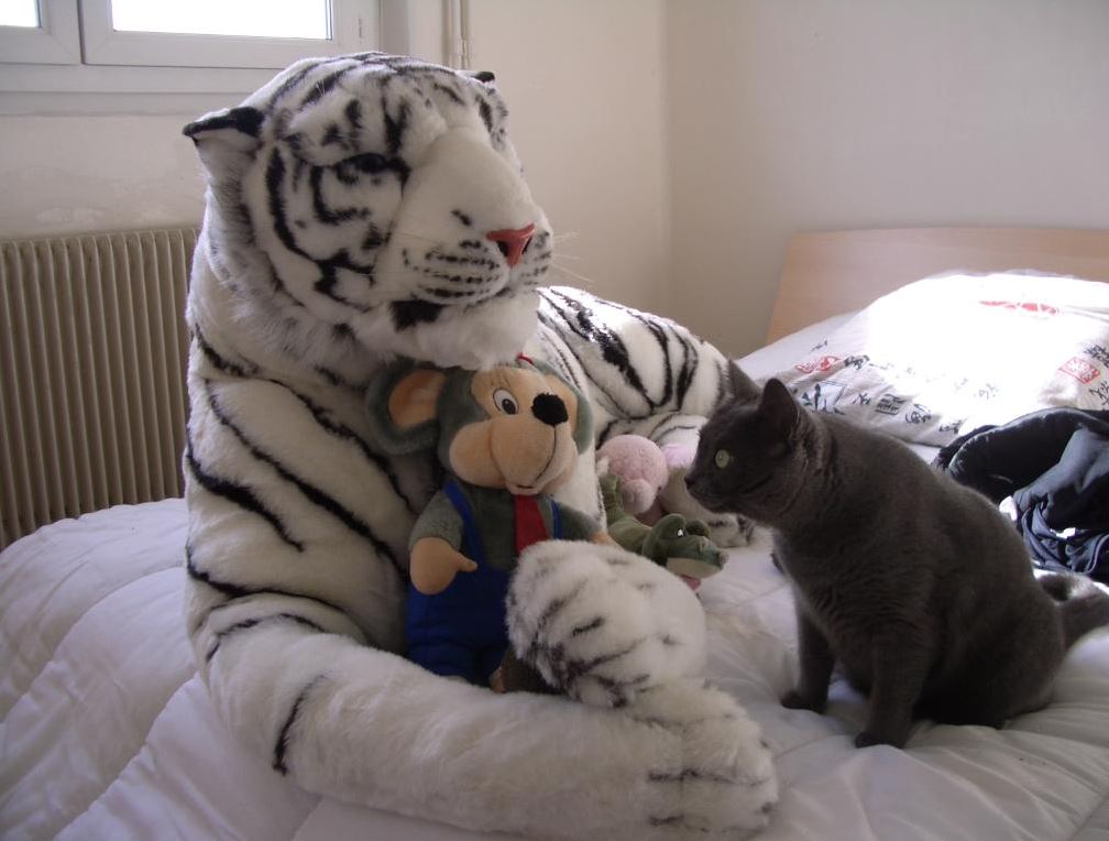 Un Chartreux apeuré face à un Tigre en peluche