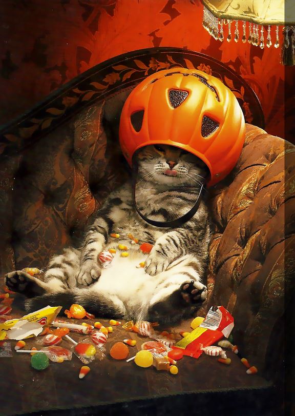 Chat qui s'est gavé de bonbons pour Halloween