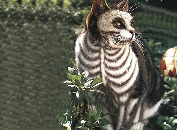 Chat déguisé en squelette pour Halloween !