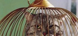 Un chat enfermé dans la cage de l'oiseau