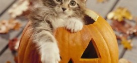 Un Maine Coon dans une citrouille d'Halloween