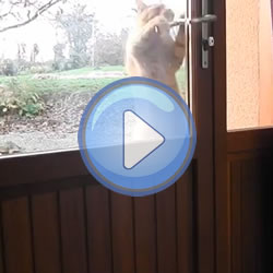 Vidéo : le chat qui sait ouvrir les portes