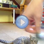 Vidéo d'un chat qui rapporte la balle comme un chien