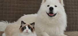 Un chat Ragdoll et un chien Samoyede meilleurs amis !