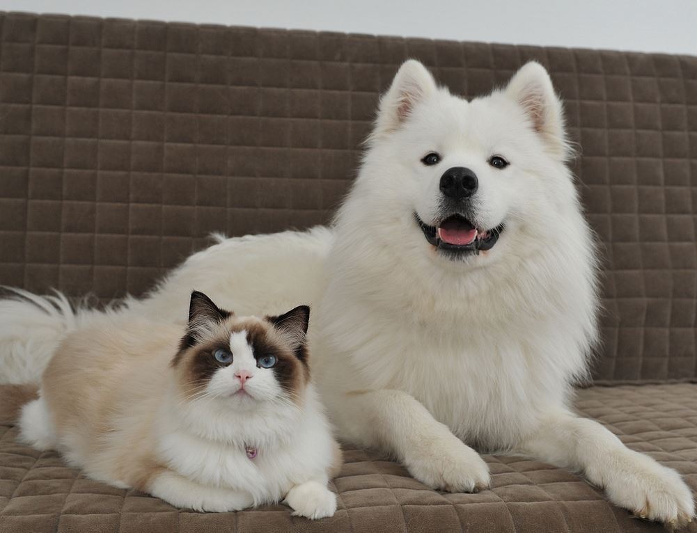 Un chat Ragdoll et un chien Samoyede meilleurs amis ! 