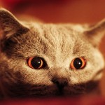 Un chat possédé aux yeux effrayants