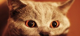 Un chat possédé aux yeux effrayants