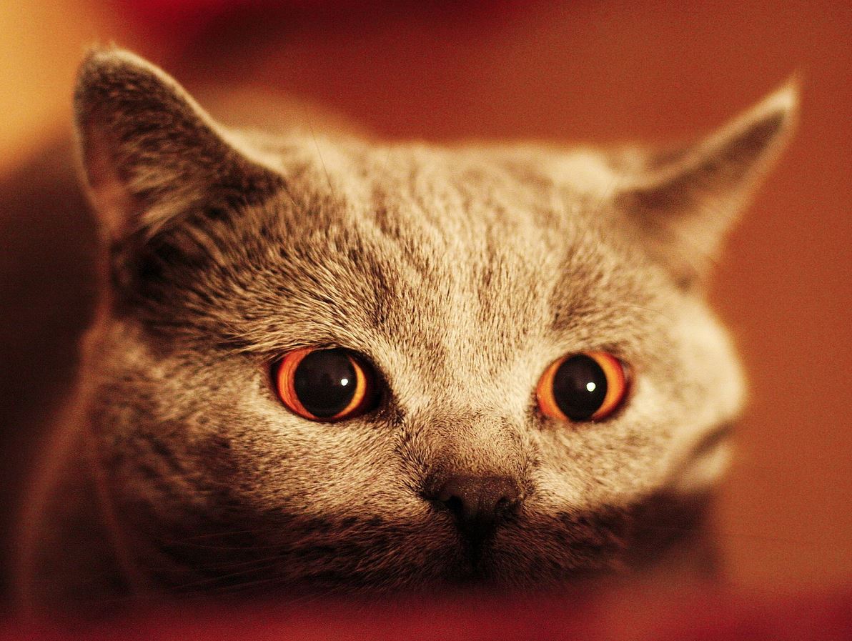Un chat possédé aux yeux effrayants
