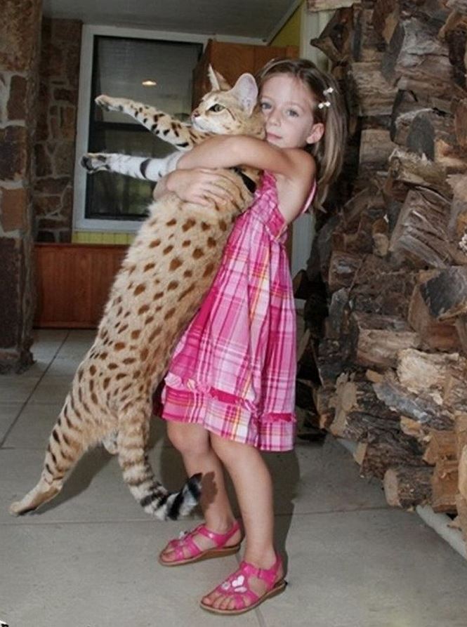 Un chat Savannah porté à bout de bras par une fillette