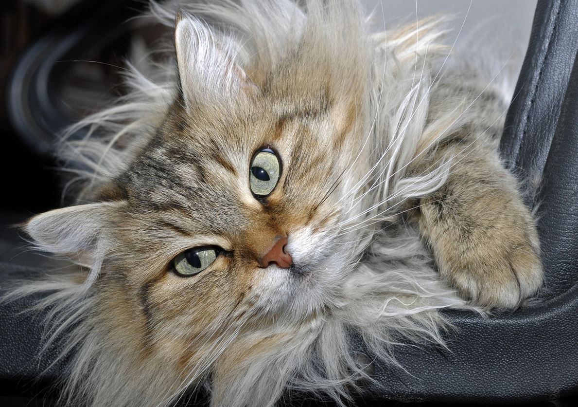 Un chat Sibérien au regard indéchiffrable