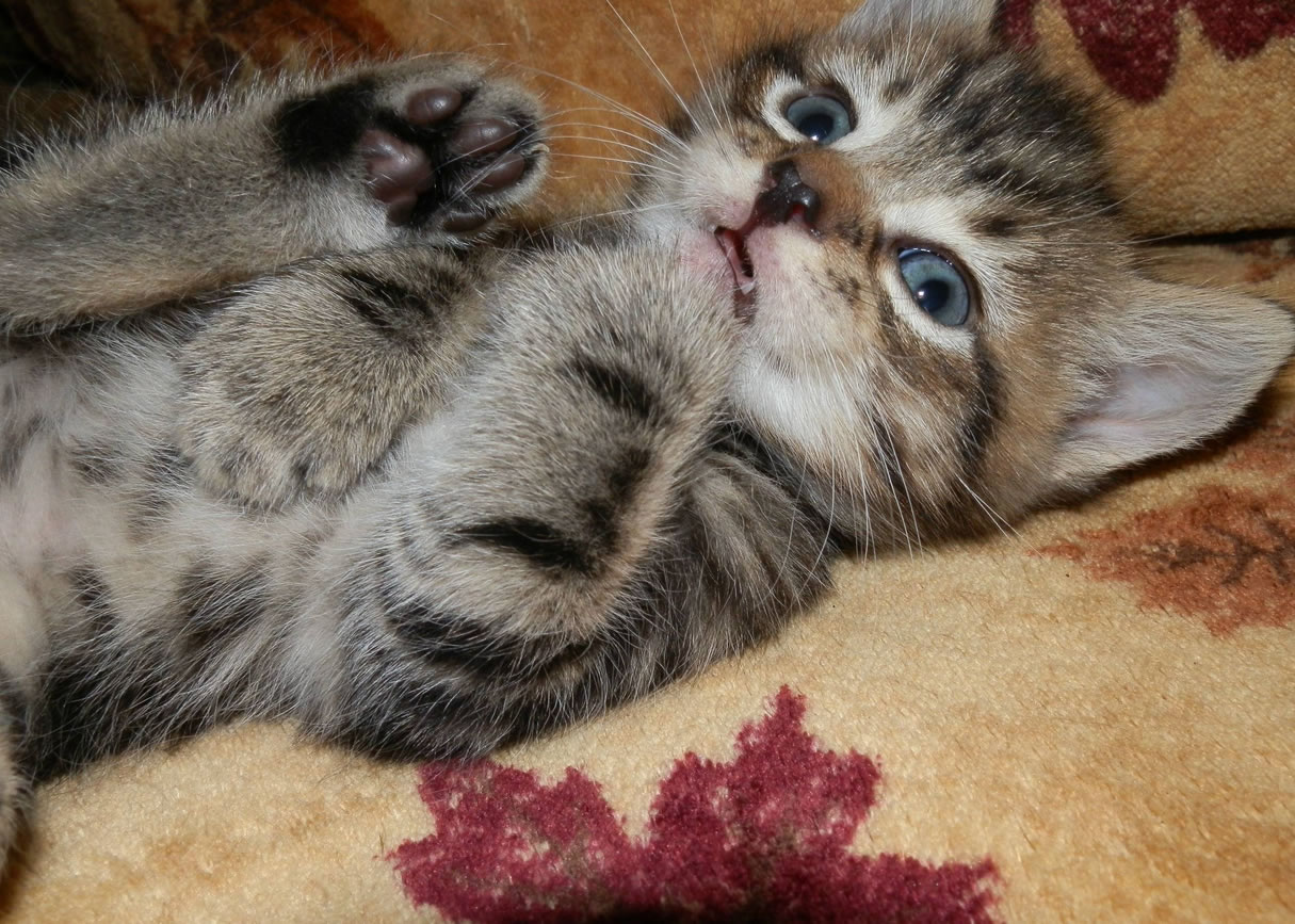 Un petit chaton très effrayé