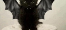 Le chaton noir vampire