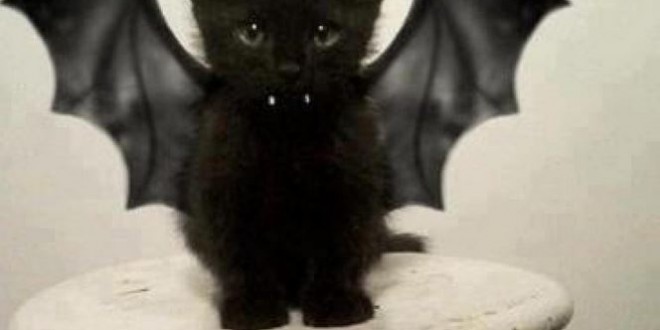 Le chaton noir vampire