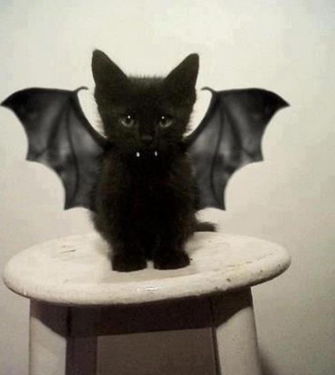 Le chaton noir vampire