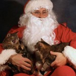 Deux chats qui se bagarrent sur le père Noël