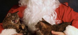 Deux chats qui se bagarrent sur le père Noël