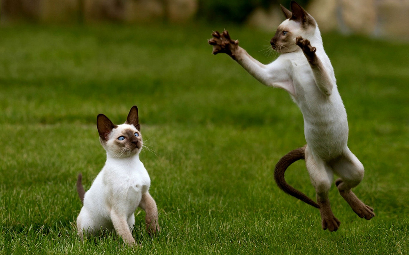 Deux chats bizarres