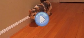 Vidéo de deux chats Munchkin pas très courageux