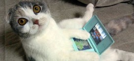 Un chat Scottish Fold qui joue à la console
