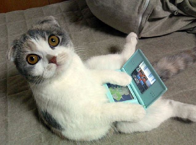 Un chat Scottish Fold qui joue à la console