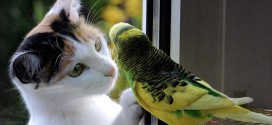 Un chat et un oiseau amis et séparés par une vitre