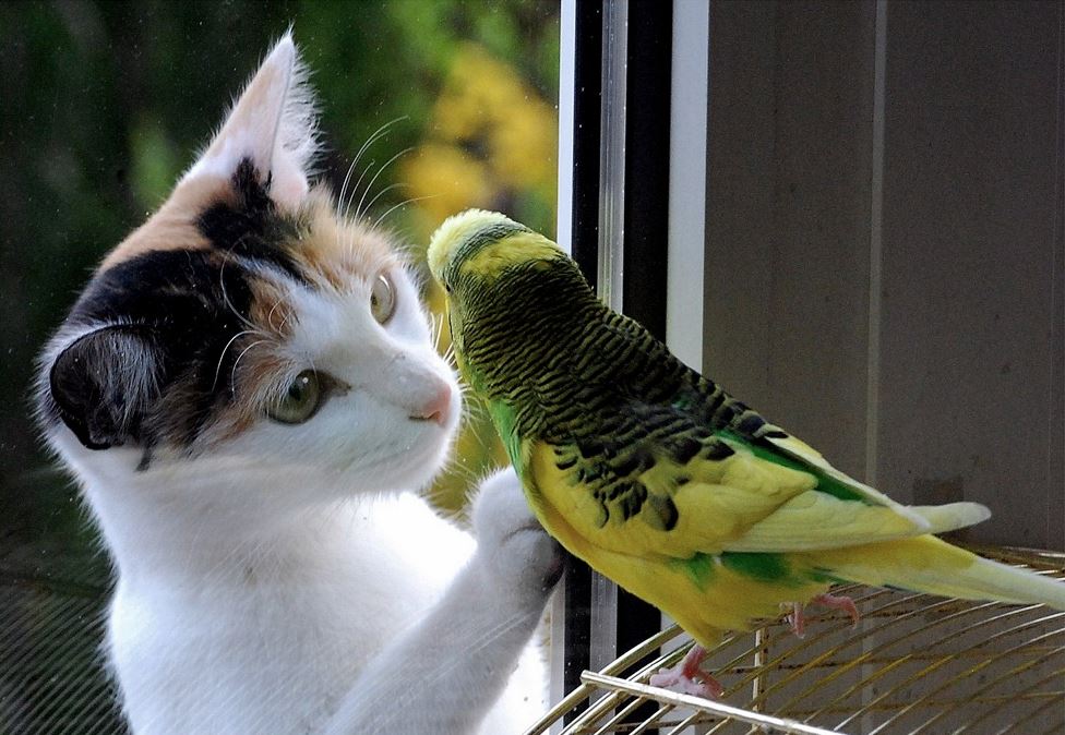 Un chat et un oiseau amis et séparés par une vitre