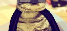 Le chat Batman