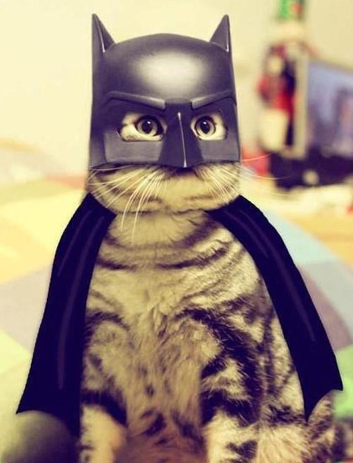 Le chat Batman
