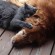 Un chat et un chien qui dorment ensemble