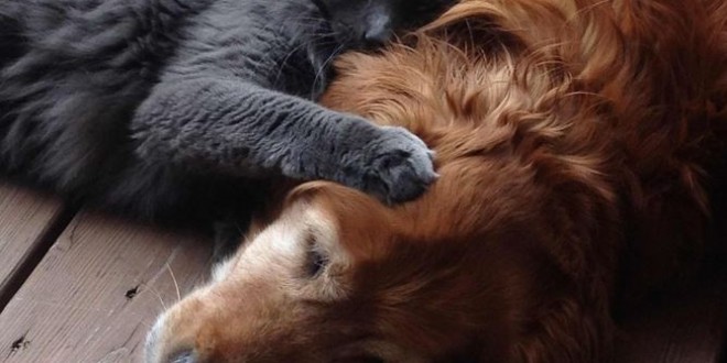 Un chat et un chien qui dorment ensemble