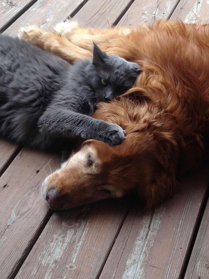 Un chat et un chien qui dorment ensemble