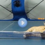 Vidéo d'un chat qui joue au Ping Pong