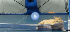 Vidéo d'un chat qui joue au Ping Pong