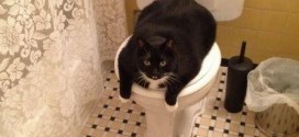 Le gros chat qui s’accapare les toilettes
