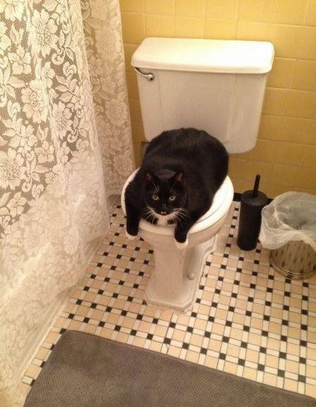 Le gros chat qui bloque les toilettes