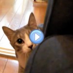 Vidéo du chat Agent Secret